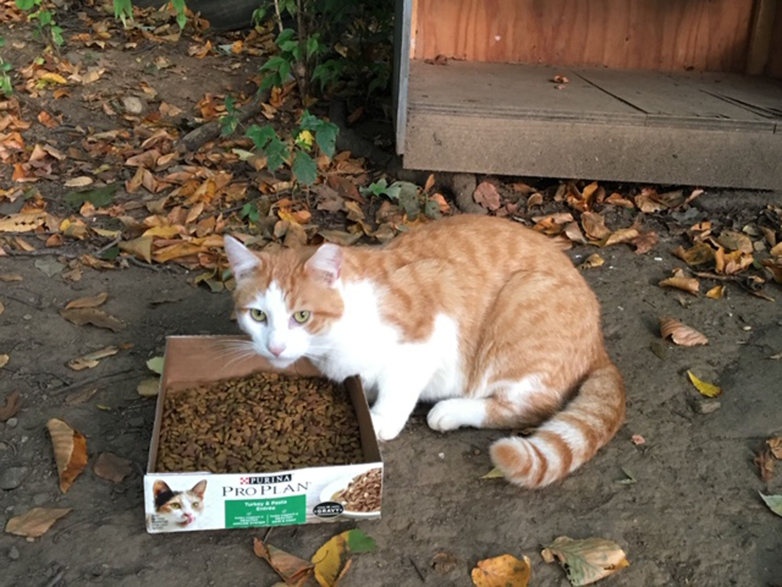 Cat Protection Council of Westchester