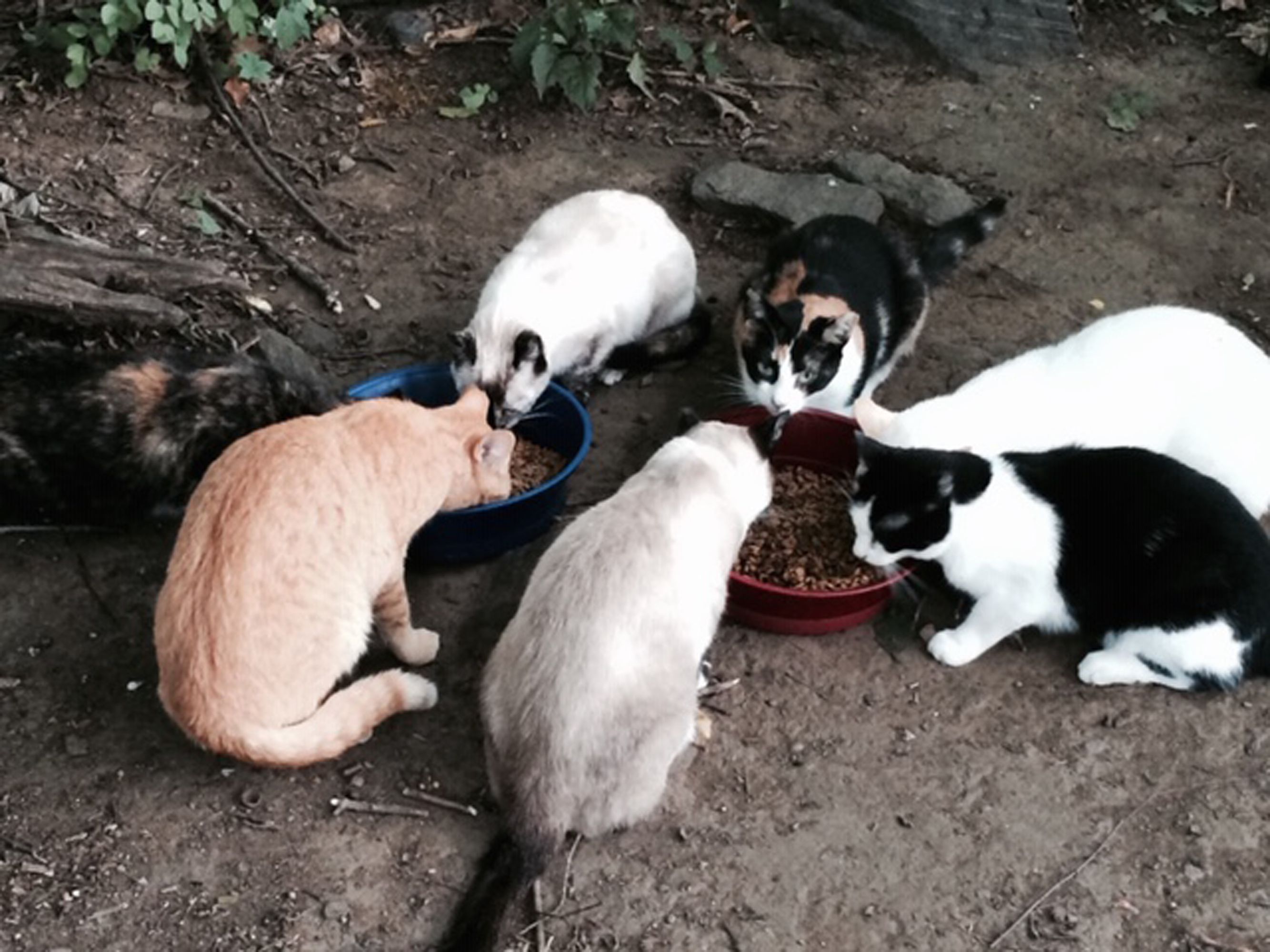 Cat Protection Council of Westchester