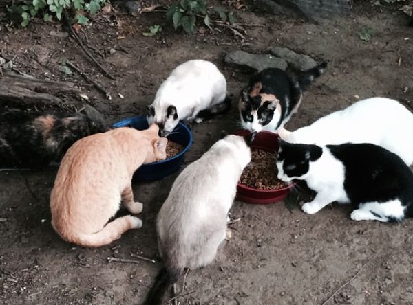 Cat Protection Council of Westchester