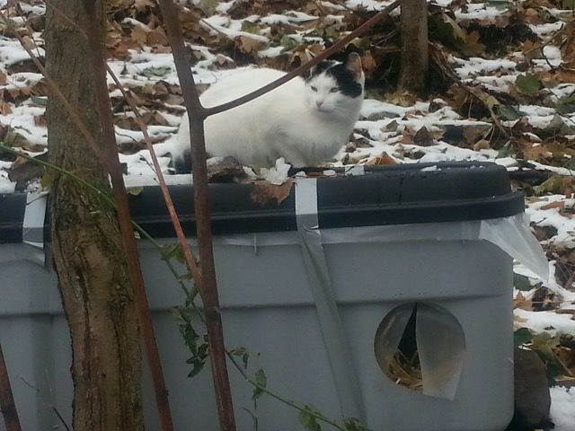 Cat Protection Council of Westchester