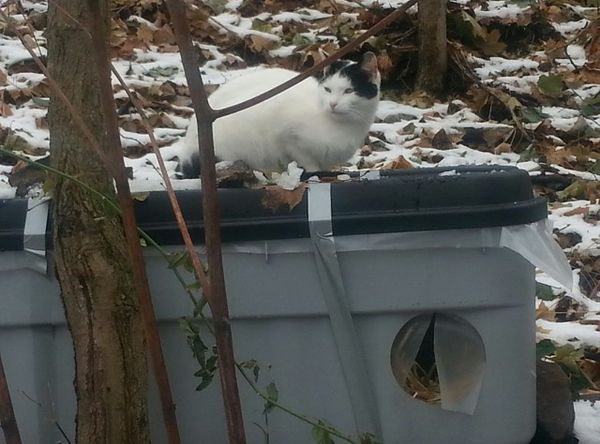 Cat Protection Council of Westchester