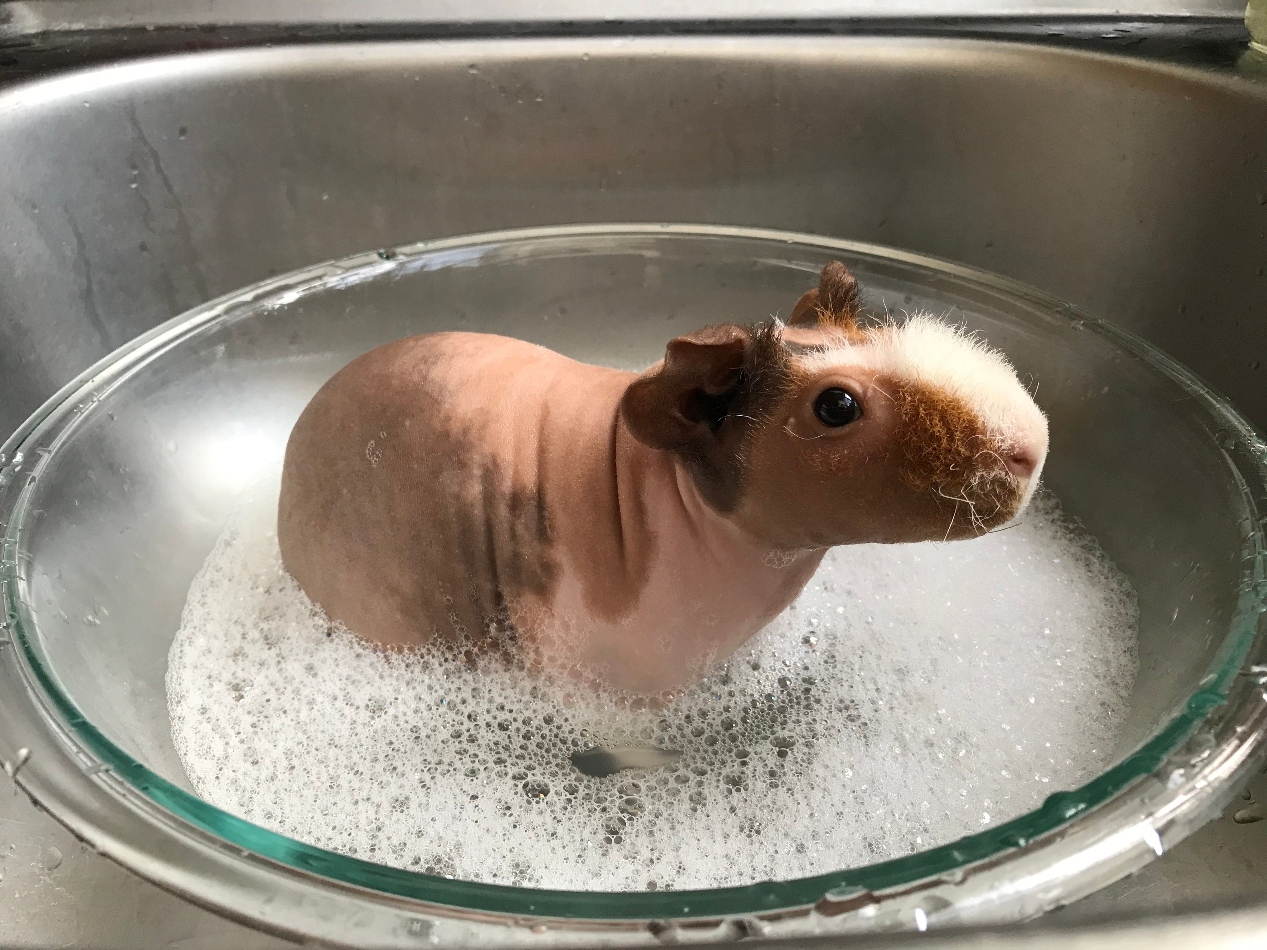 Southern California Guinea Pig Rescue