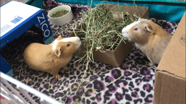 Southern California Guinea Pig Rescue