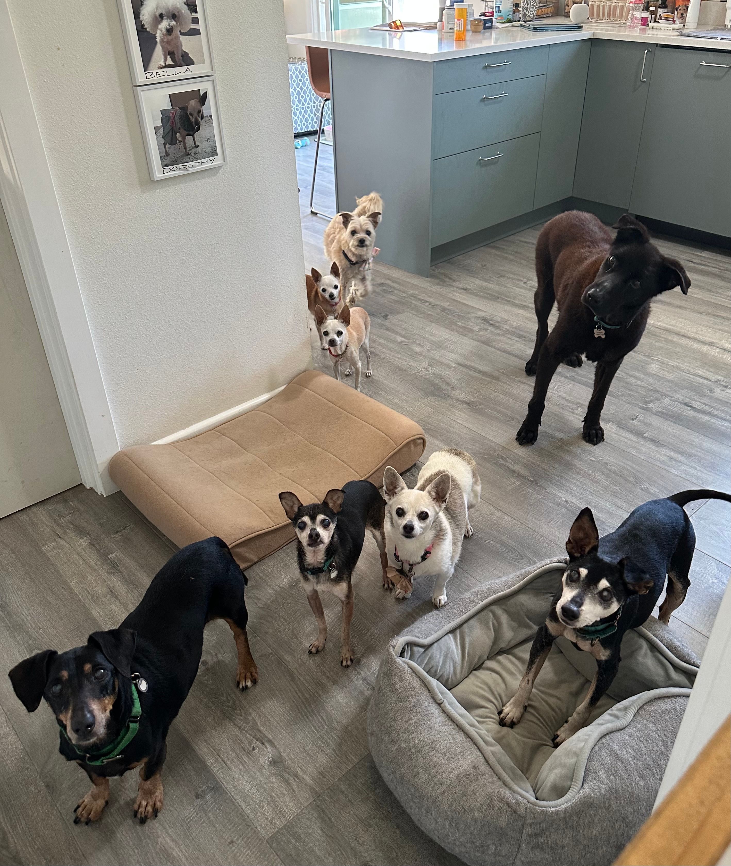 Daisy Senior Dog Foundation aka DaisyLu Ranch