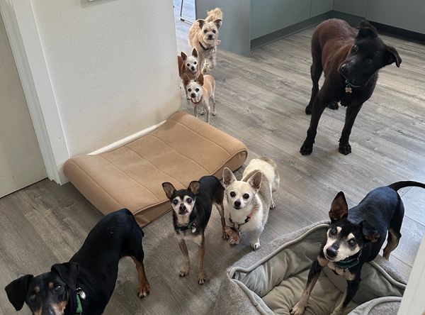 Daisy Senior Dog Foundation aka DaisyLu Ranch