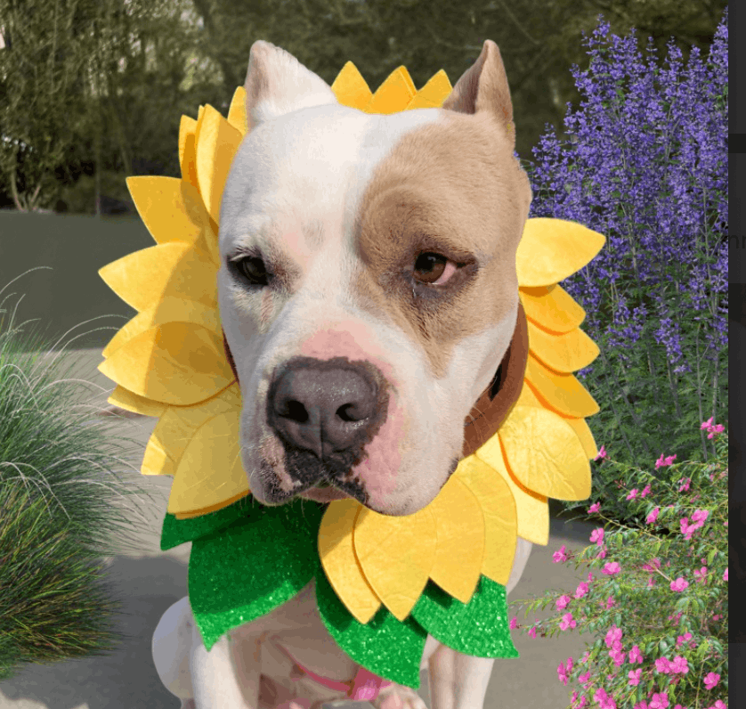 Ace of Hearts Dog Rescue