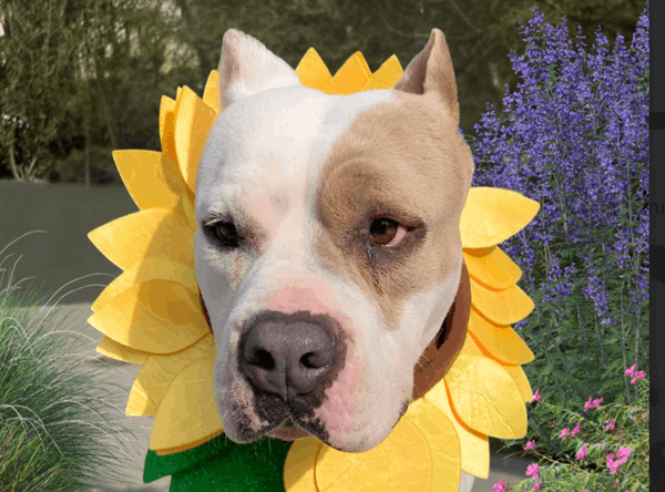 Ace of Hearts Dog Rescue