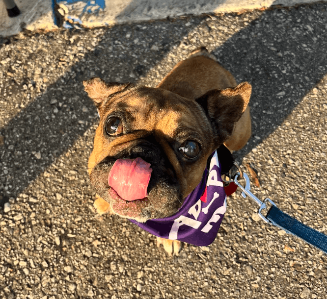 Ace of Hearts Dog Rescue