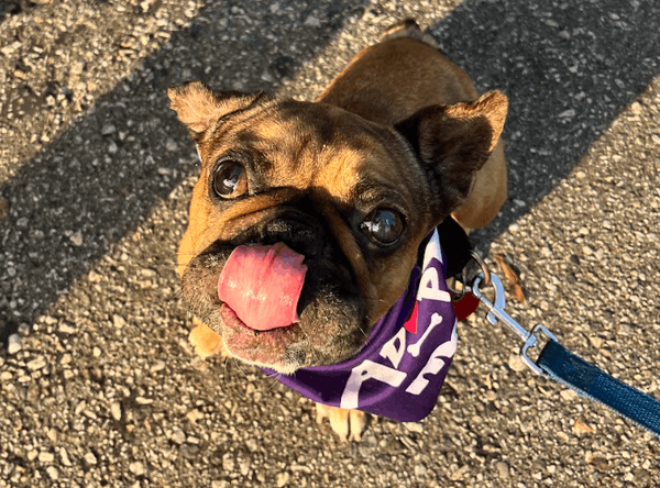 Ace of Hearts Dog Rescue