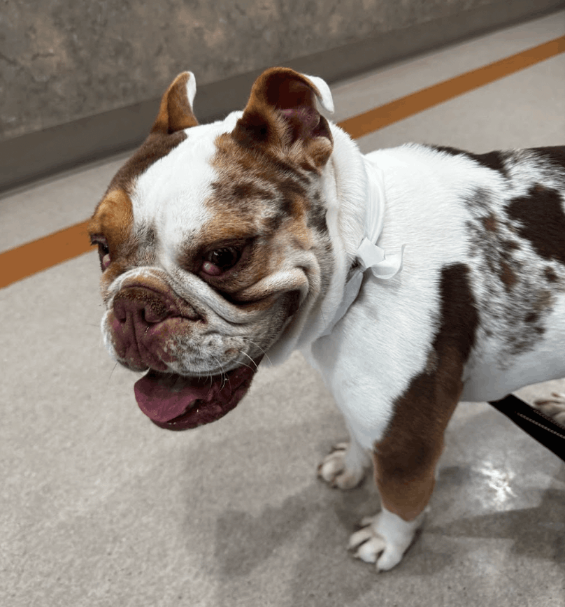 Ace of Hearts Dog Rescue