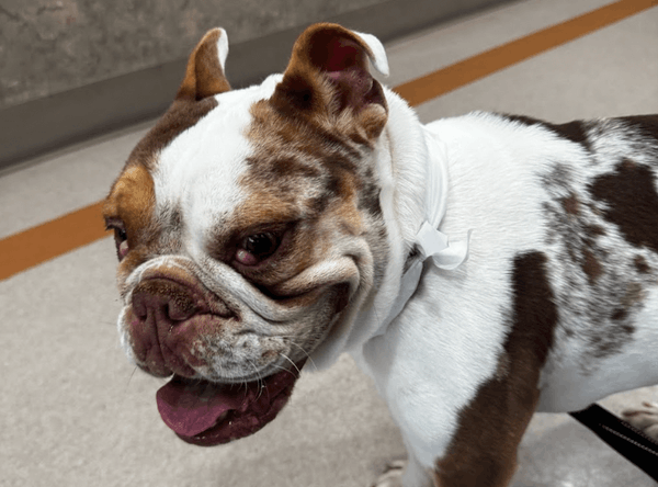 Ace of Hearts Dog Rescue