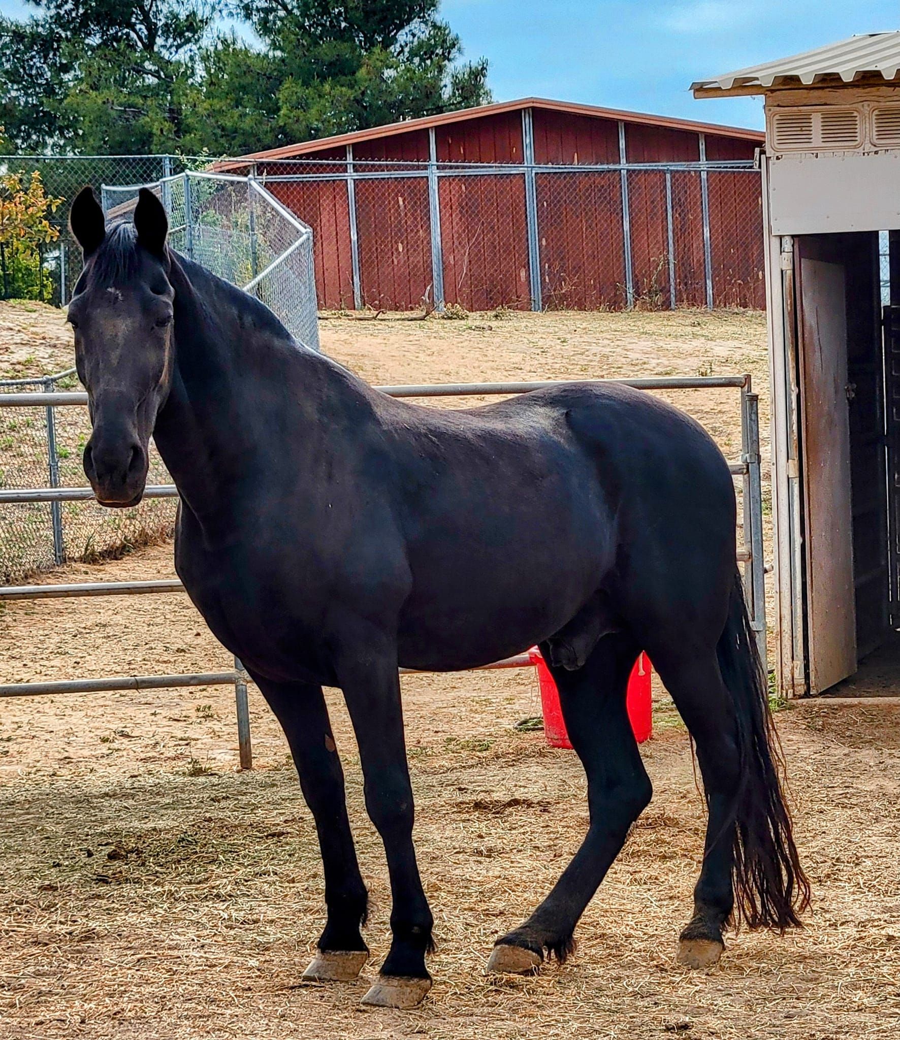 Animal Guardians Horse Rescue, Inc.