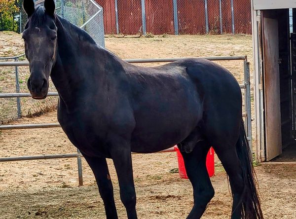 Animal Guardians Horse Rescue, Inc.