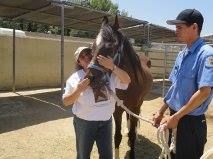 Animal Guardians Horse Rescue, Inc.
