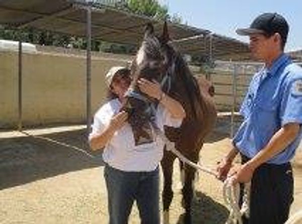 Animal Guardians Horse Rescue, Inc.