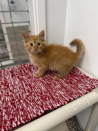 Valley Cats Inc