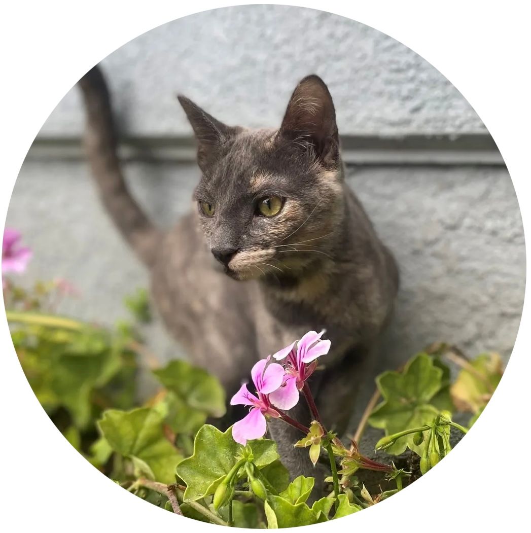 Kelly's Kitten Corner