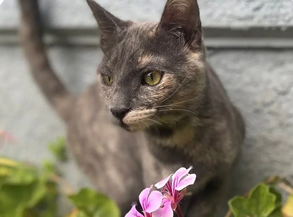 Kelly's Kitten Corner