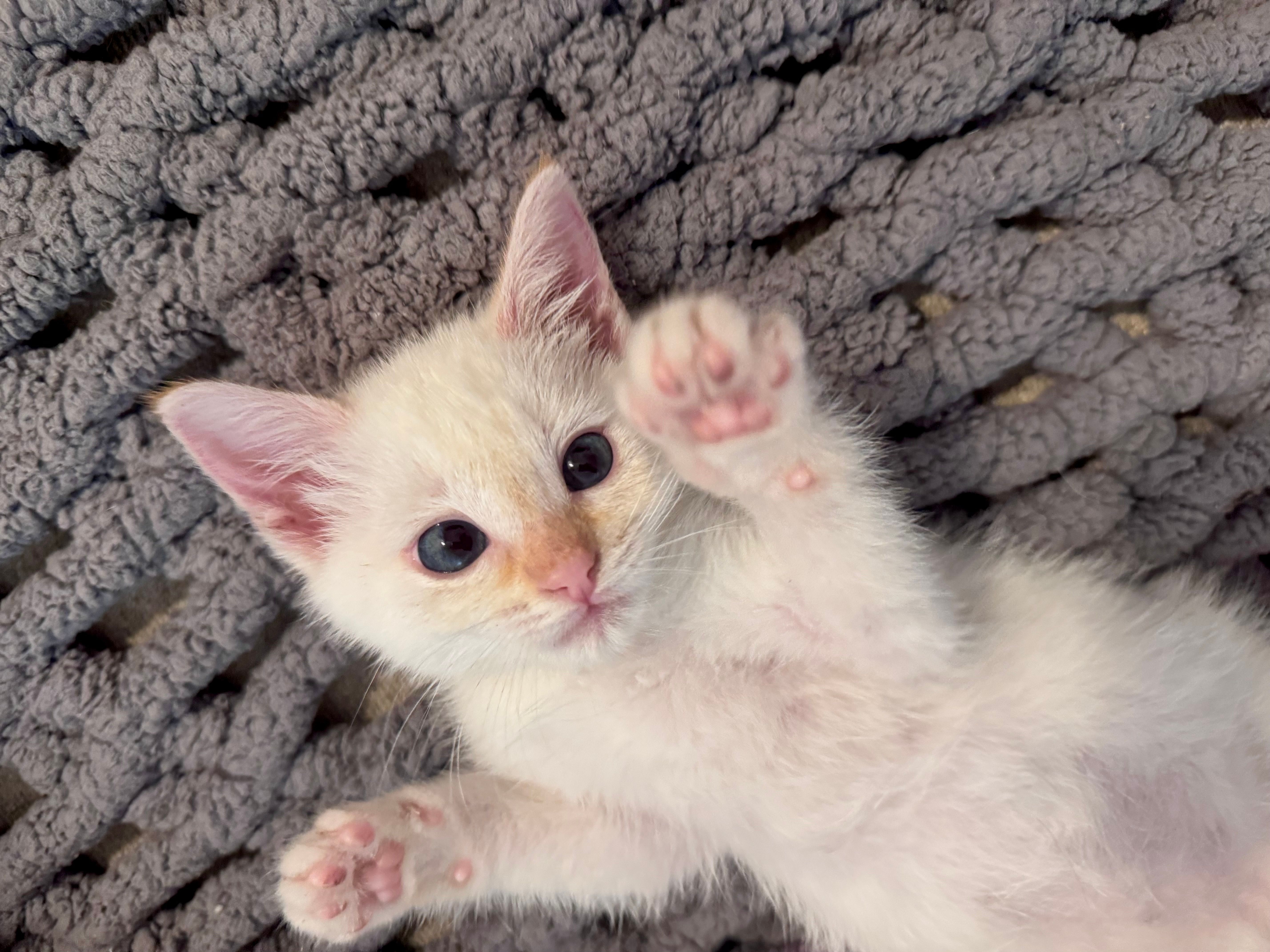 Kelly's Kitten Corner