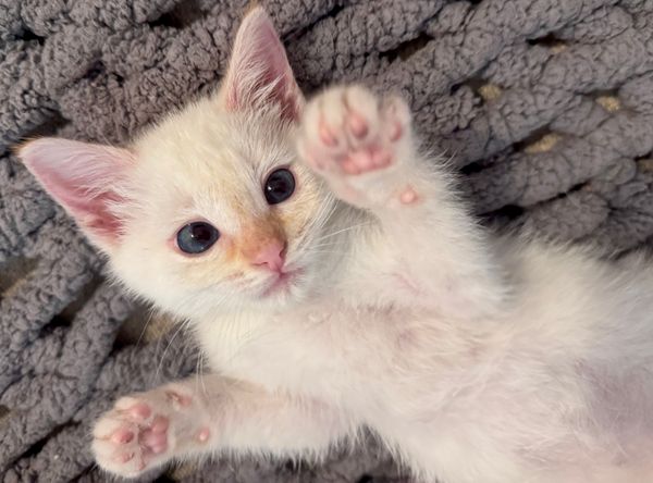 Kelly's Kitten Corner