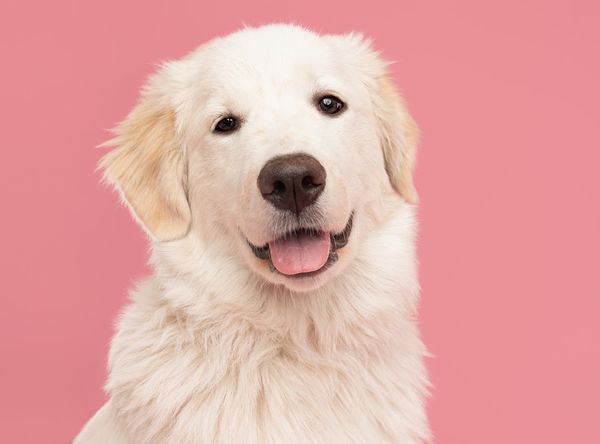 Good Tails Rescue