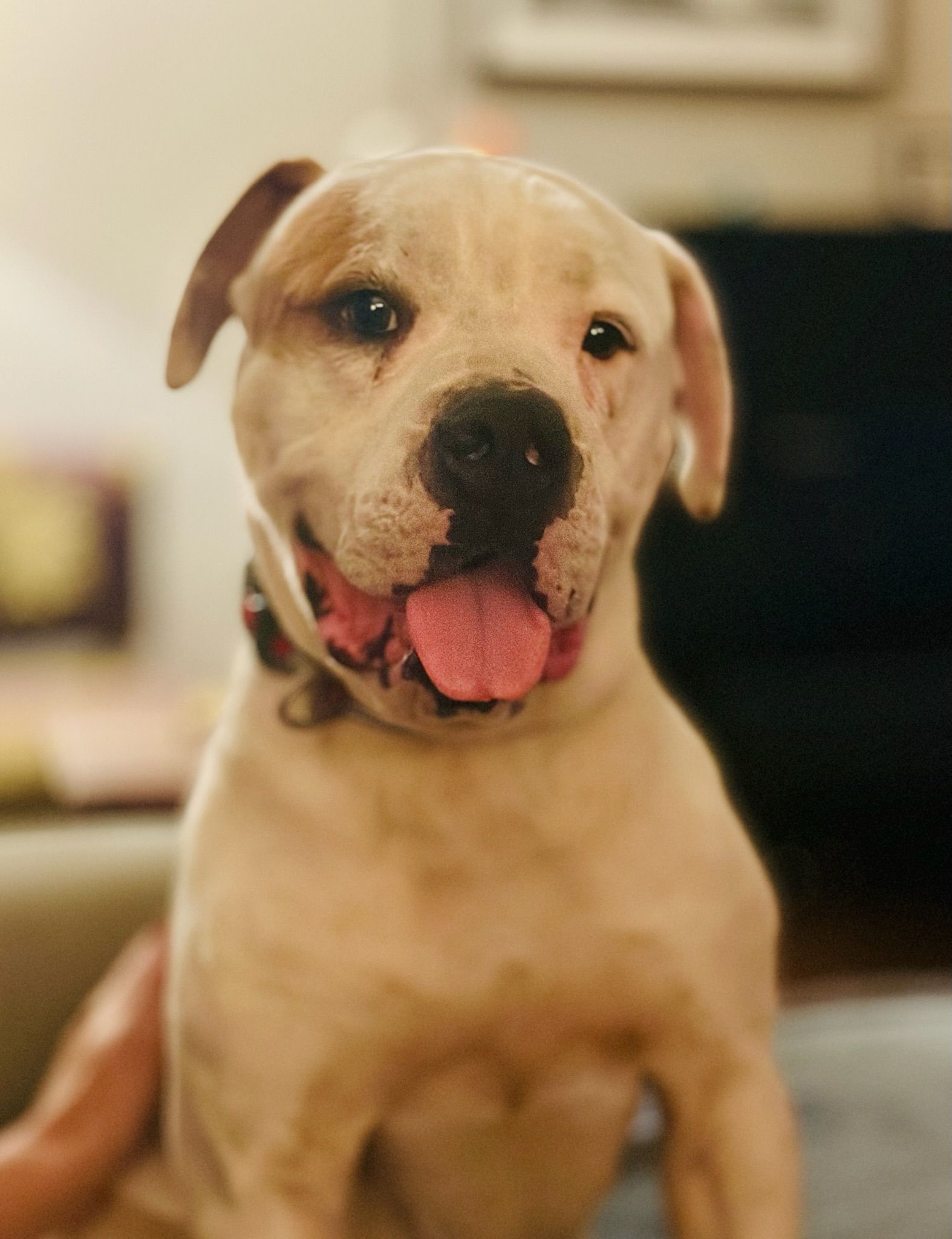 Good Tails Rescue
