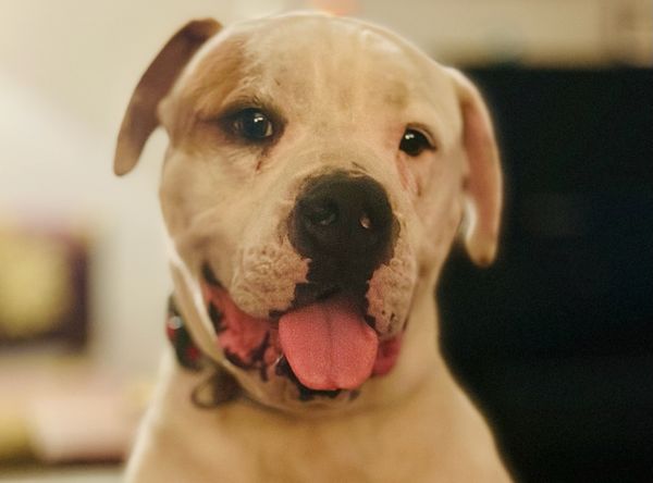 Good Tails Rescue