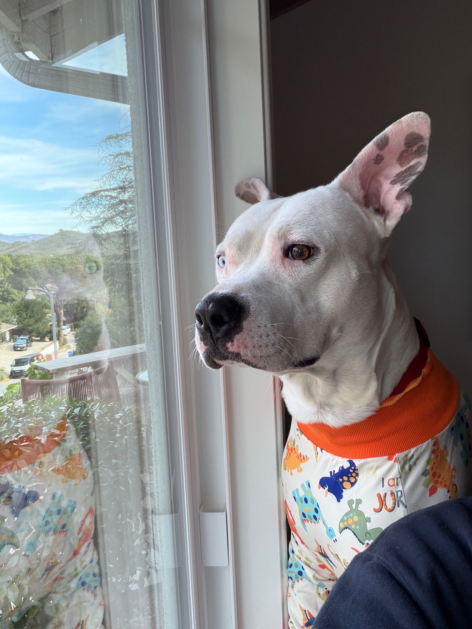 Good Tails Rescue