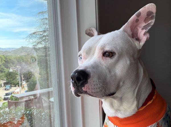 Good Tails Rescue