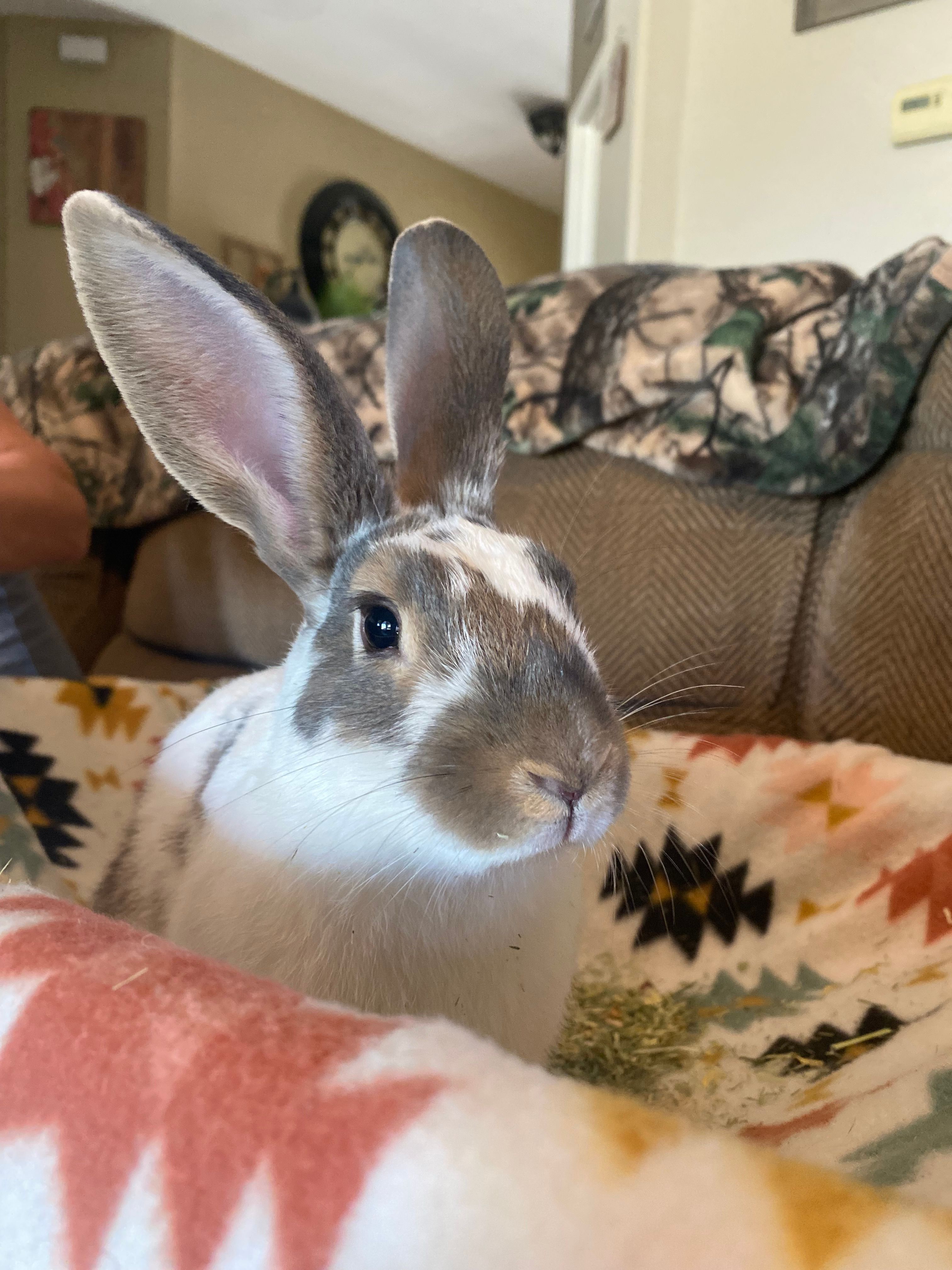 Sunshine & Buns Rabbit Rescue Inc.