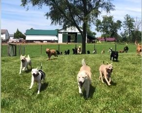 Love You More Animal Rescue