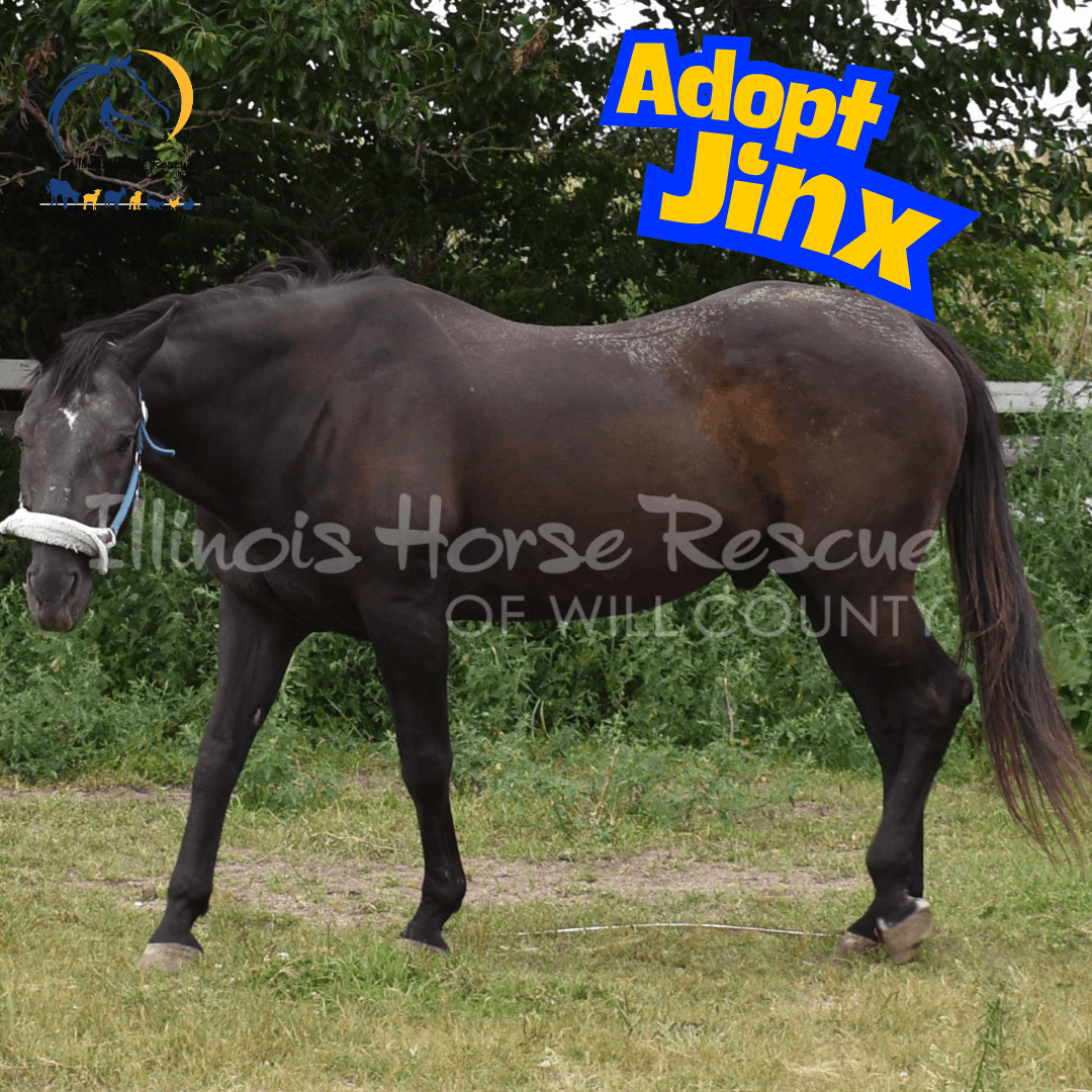 Illinois Horse Rescue of Will County