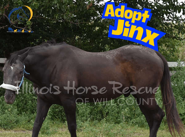 Illinois Horse Rescue of Will County