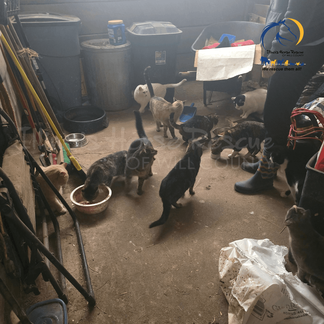 Illinois Horse Rescue of Will County