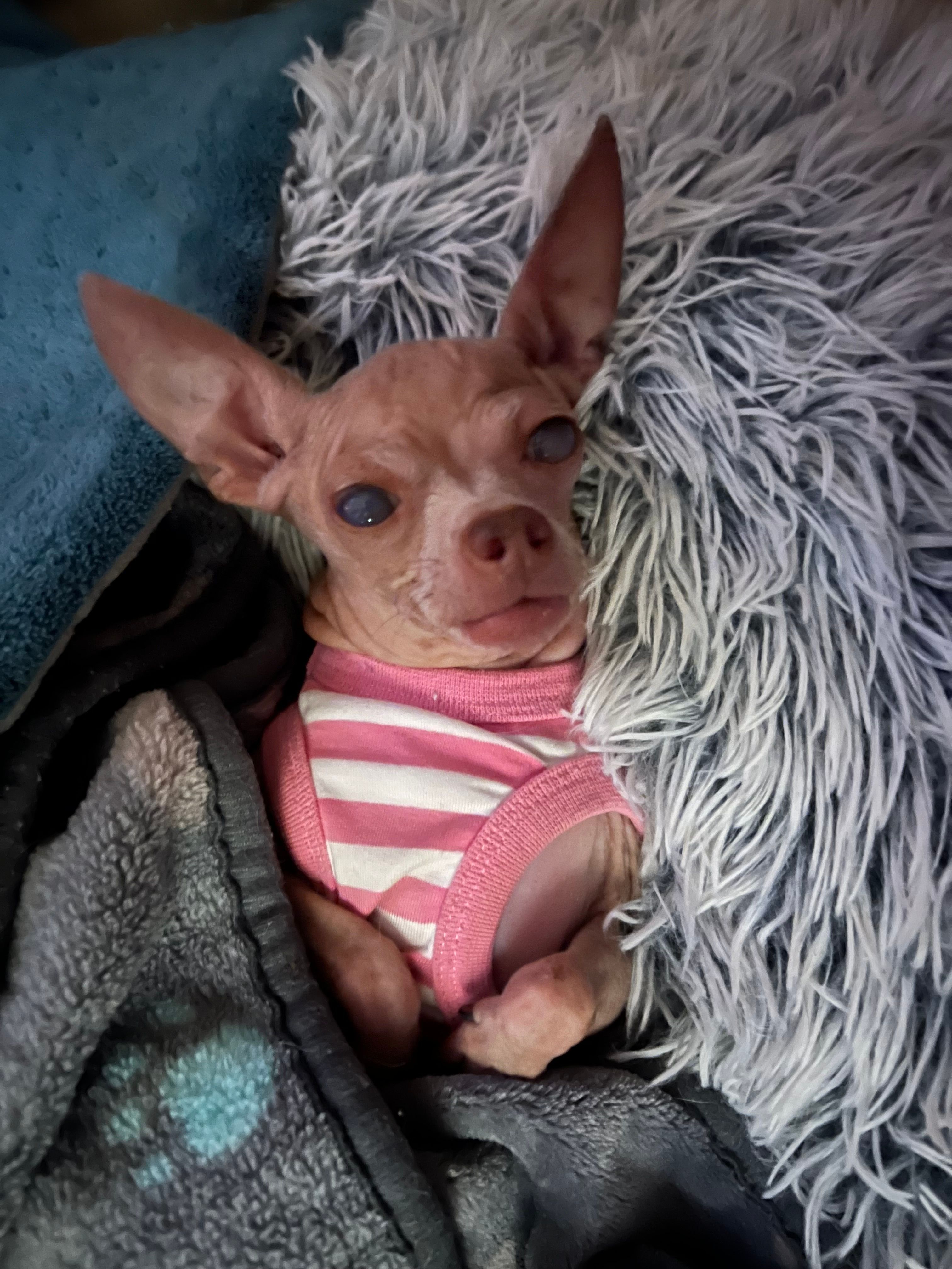 I Heart Animal Rescue, INC.