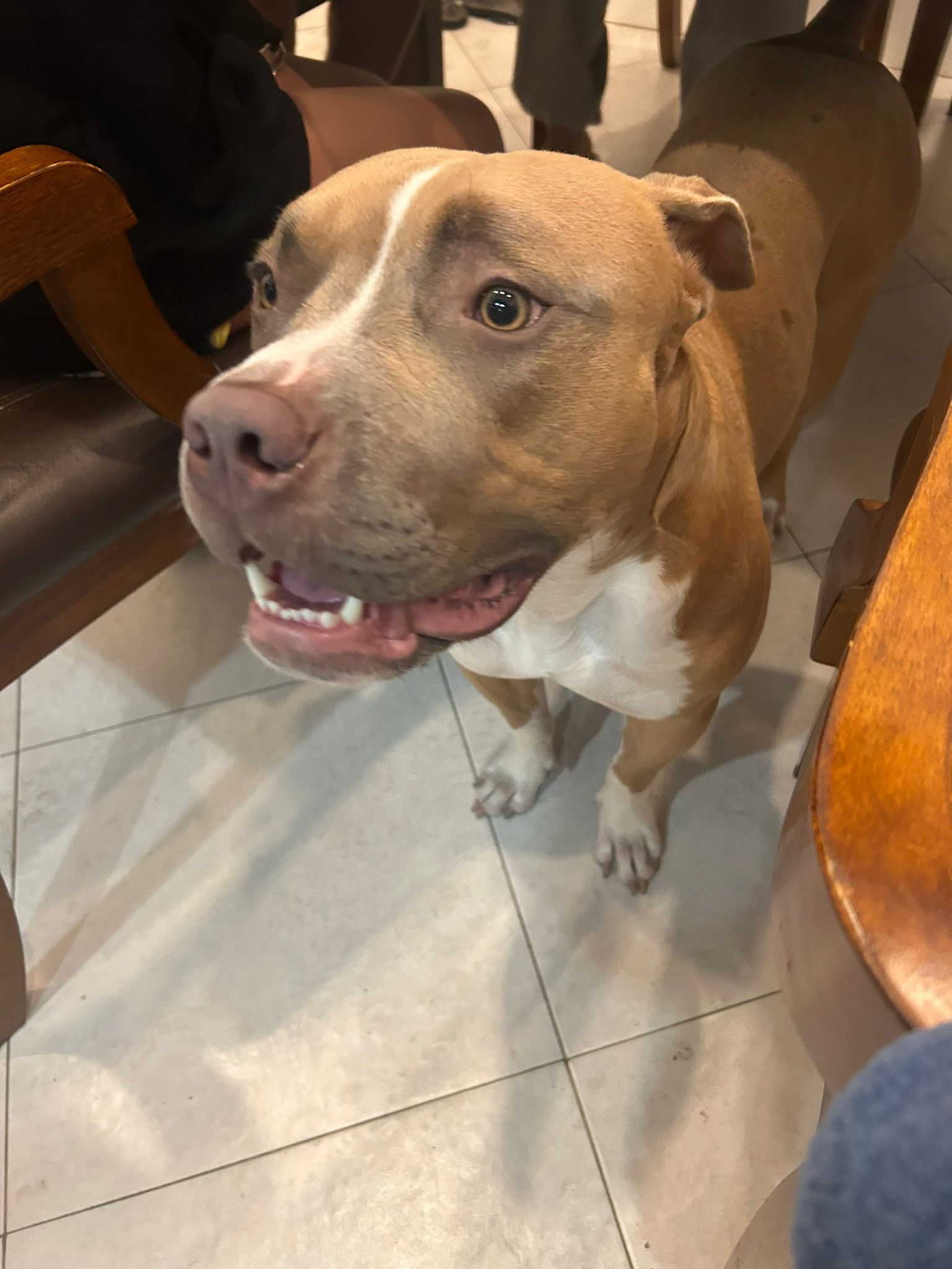 I Heart Animal Rescue, INC.