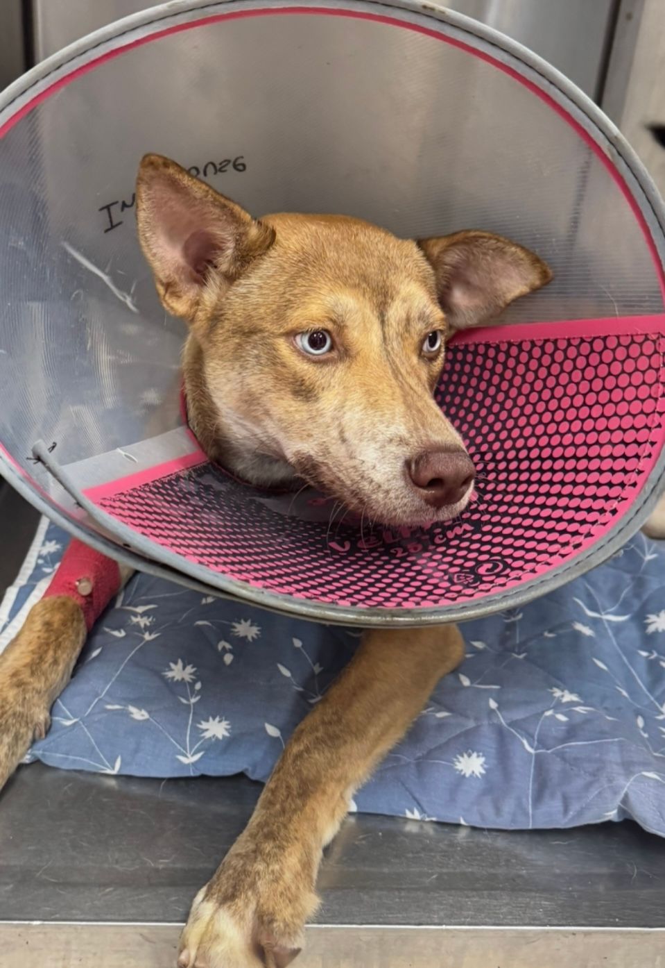 I Heart Animal Rescue, INC.