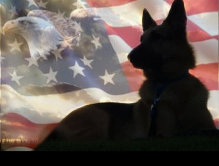 Shepherd Help and Rescue Efforts