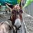 The Lucky Horse Sanctuary