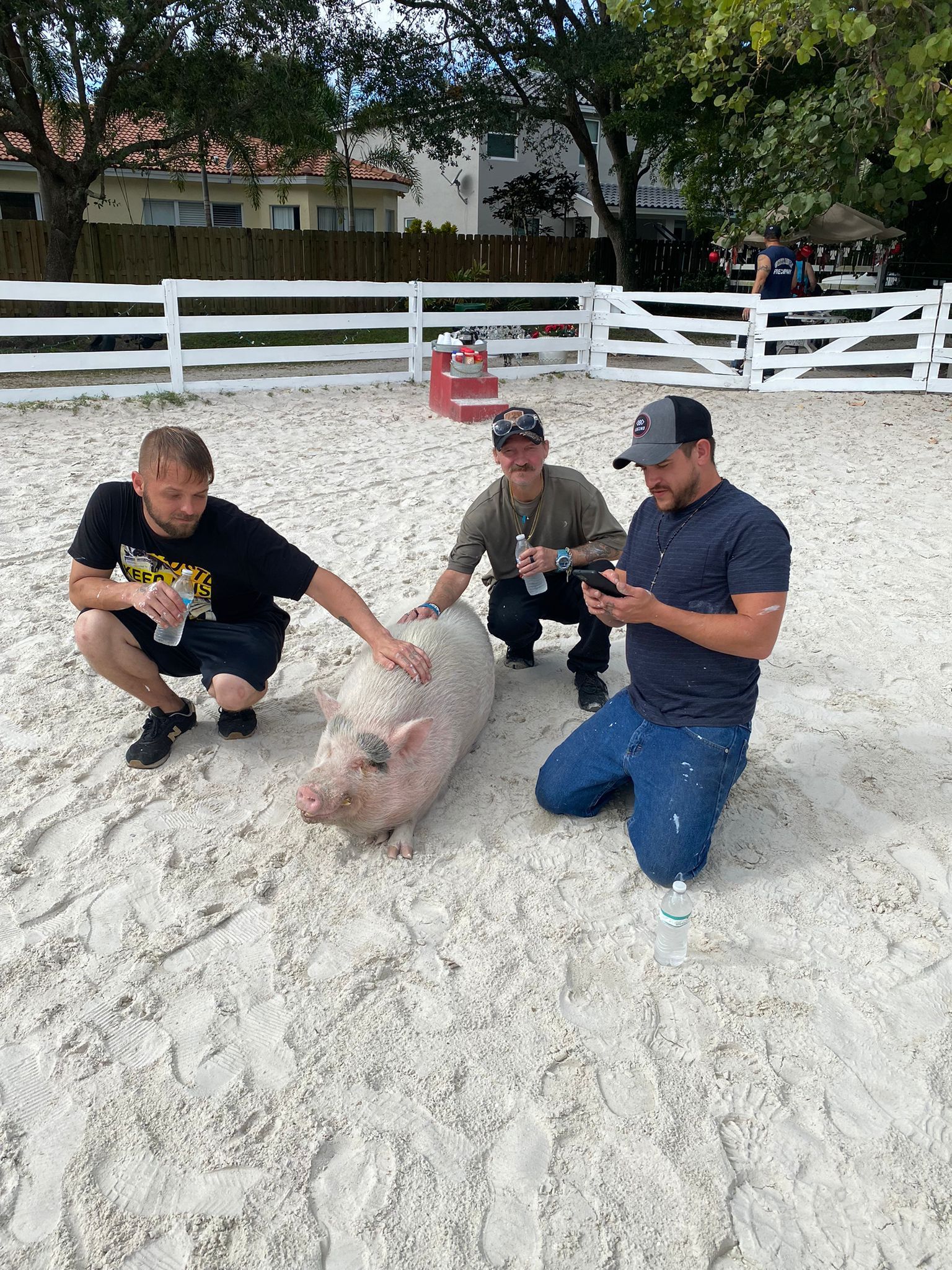 The Lucky Horse Sanctuary