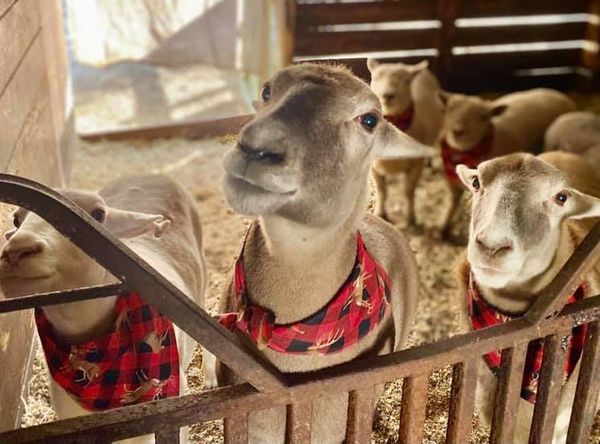 The Lucky Horse Sanctuary