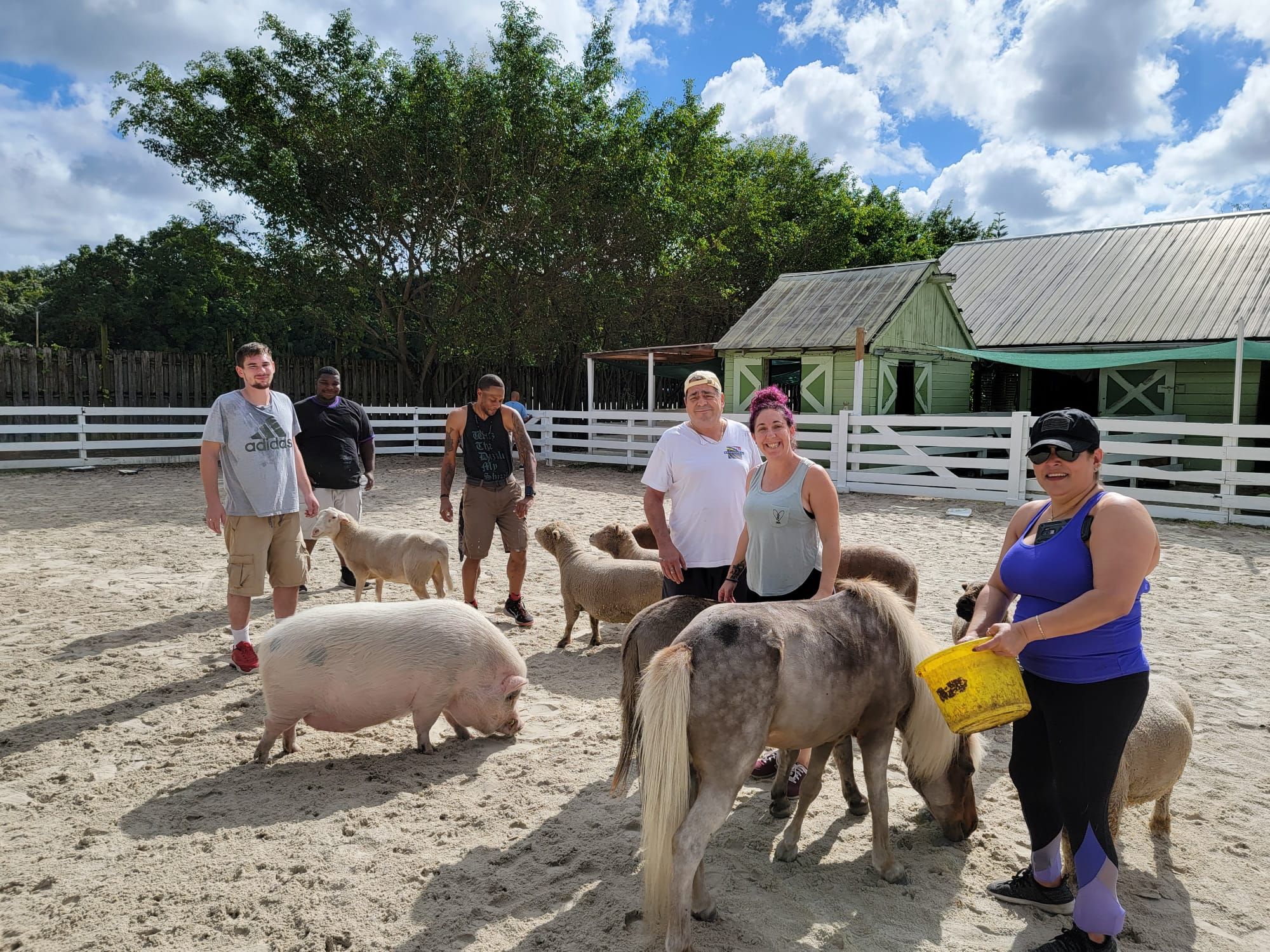 The Lucky Horse Sanctuary