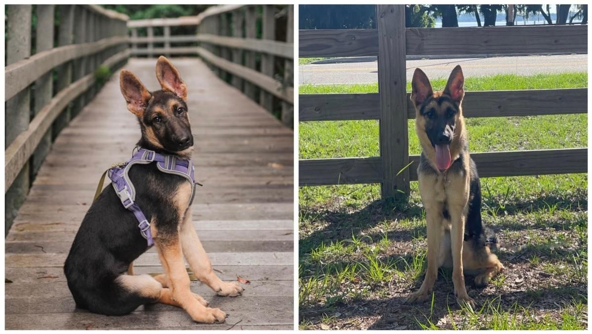 Rescue Rebels by Cash 4 Canines