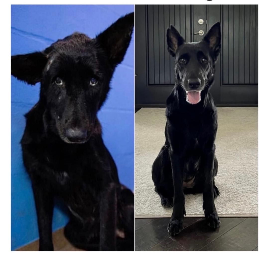 Rescue Rebels by Cash 4 Canines