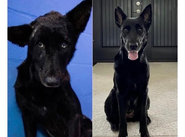 Rescue Rebels by Cash 4 Canines