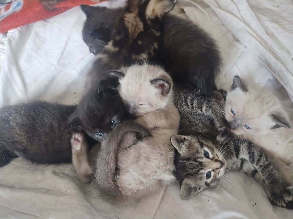 Kitty Karma of Delray, Inc.