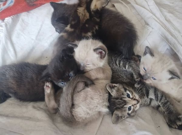 Kitty Karma of Delray, Inc.