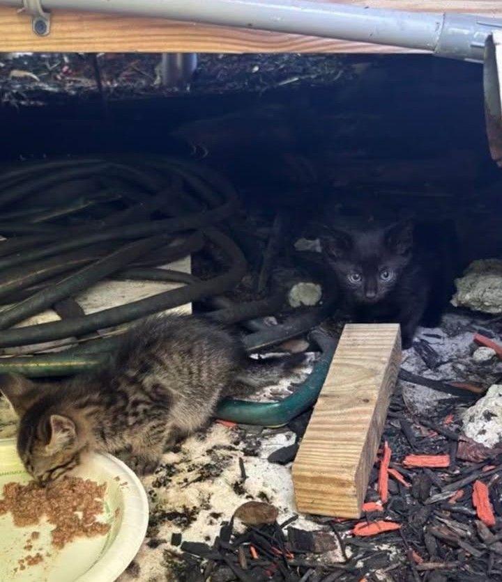 Kitty Karma of Delray, Inc.