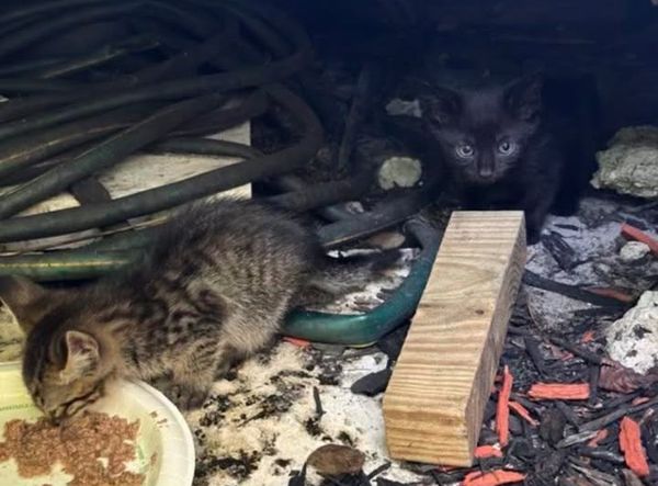 Kitty Karma of Delray, Inc.