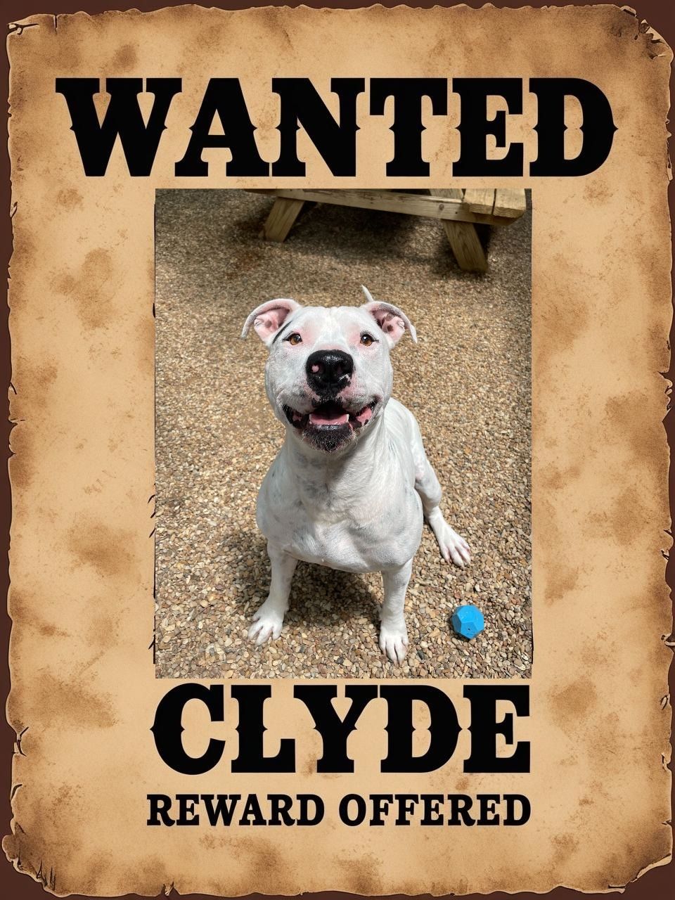 Lighthouse Dog Rescue